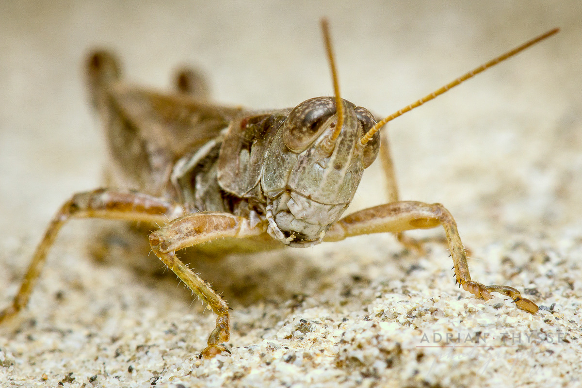Migratory grasshopper (Melanoplus sanguinipes)  by Adrian Thysee ©